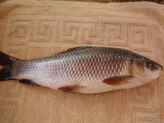 Rui Fish (রুই মাছ)